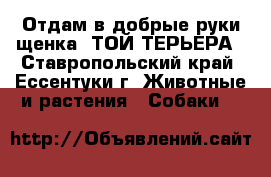 Отдам в добрые руки щенка  ТОЙ-ТЕРЬЕРА - Ставропольский край, Ессентуки г. Животные и растения » Собаки   